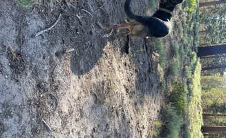 Owen T.'s photo of camping with pets at Scenic Loop - Dispersed Camping near Mammoth Lakes, CA