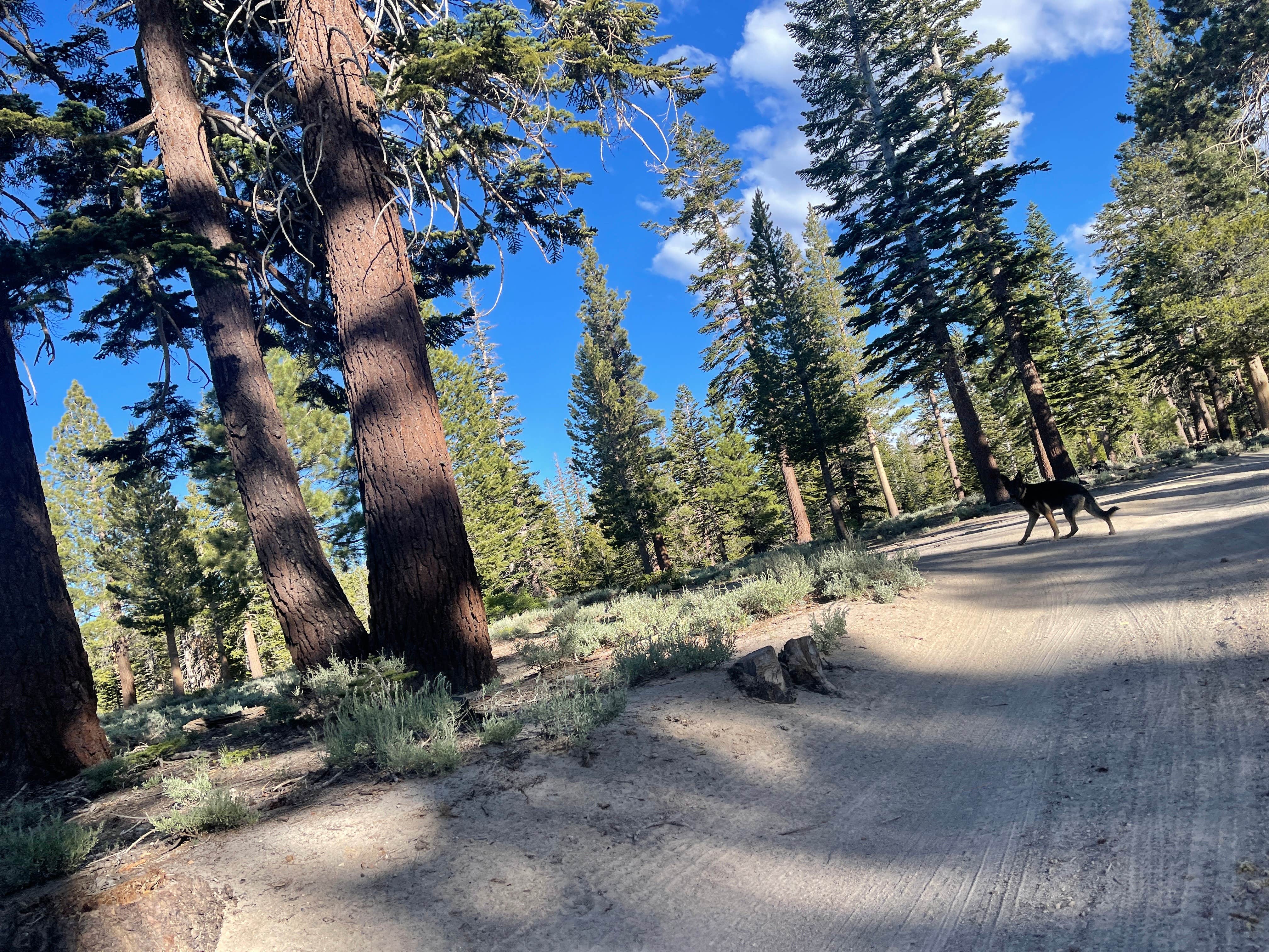 Camper-submitted photo at Scenic Loop Dispersed Camping - Eastside near Inyo National Forest