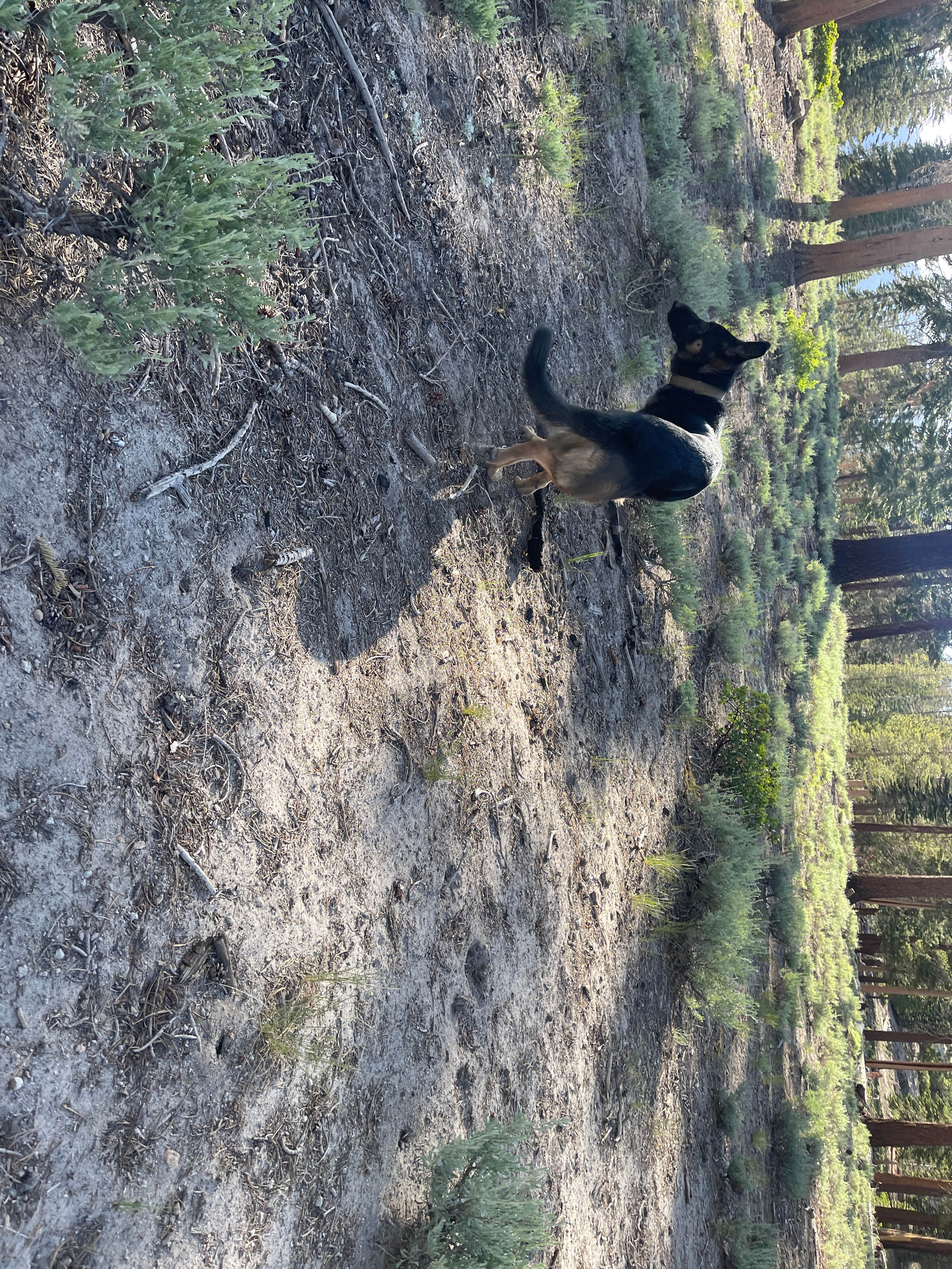 Owen T.'s photo of camping with pets at Scenic Loop Dispersed Camping - Eastside near Tahoe National Forest