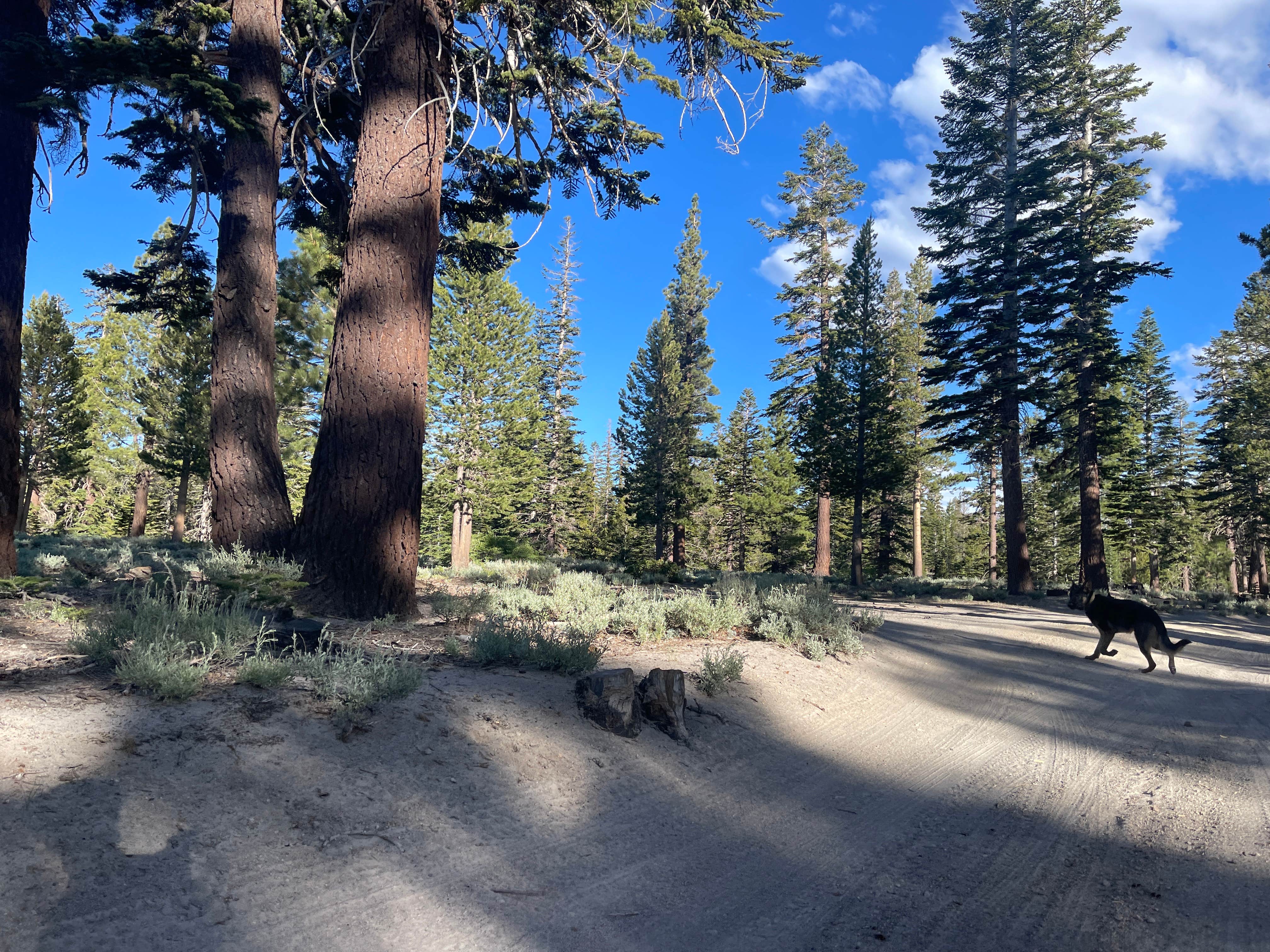 Owen T.'s photo of camping with pets at Scenic Loop Dispersed Camping - Eastside near Tahoe National Forest