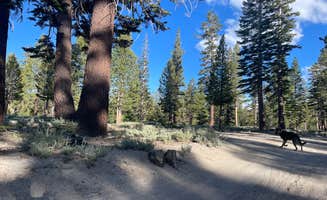 Owen T.'s photo of camping with pets at Scenic Loop Dispersed Camping - Eastside near Toms Place, CA