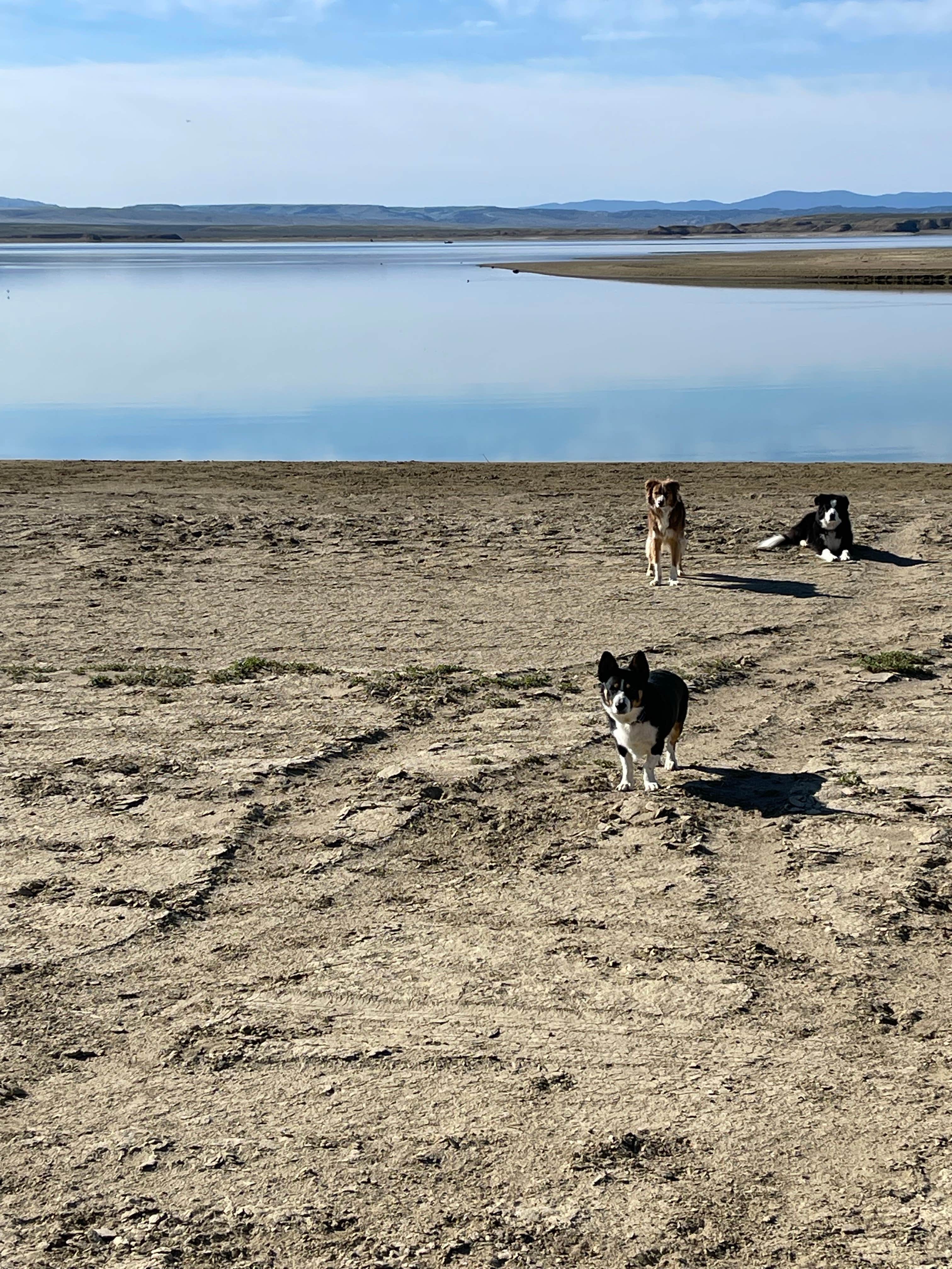 Steve K.'s photo of camping with pets at Flaming Gorge NRA Dispersed near Rock Springs, WY