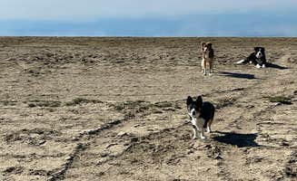 Steve K.'s photo of camping with pets at Flaming Gorge NRA Dispersed near Superior, WY