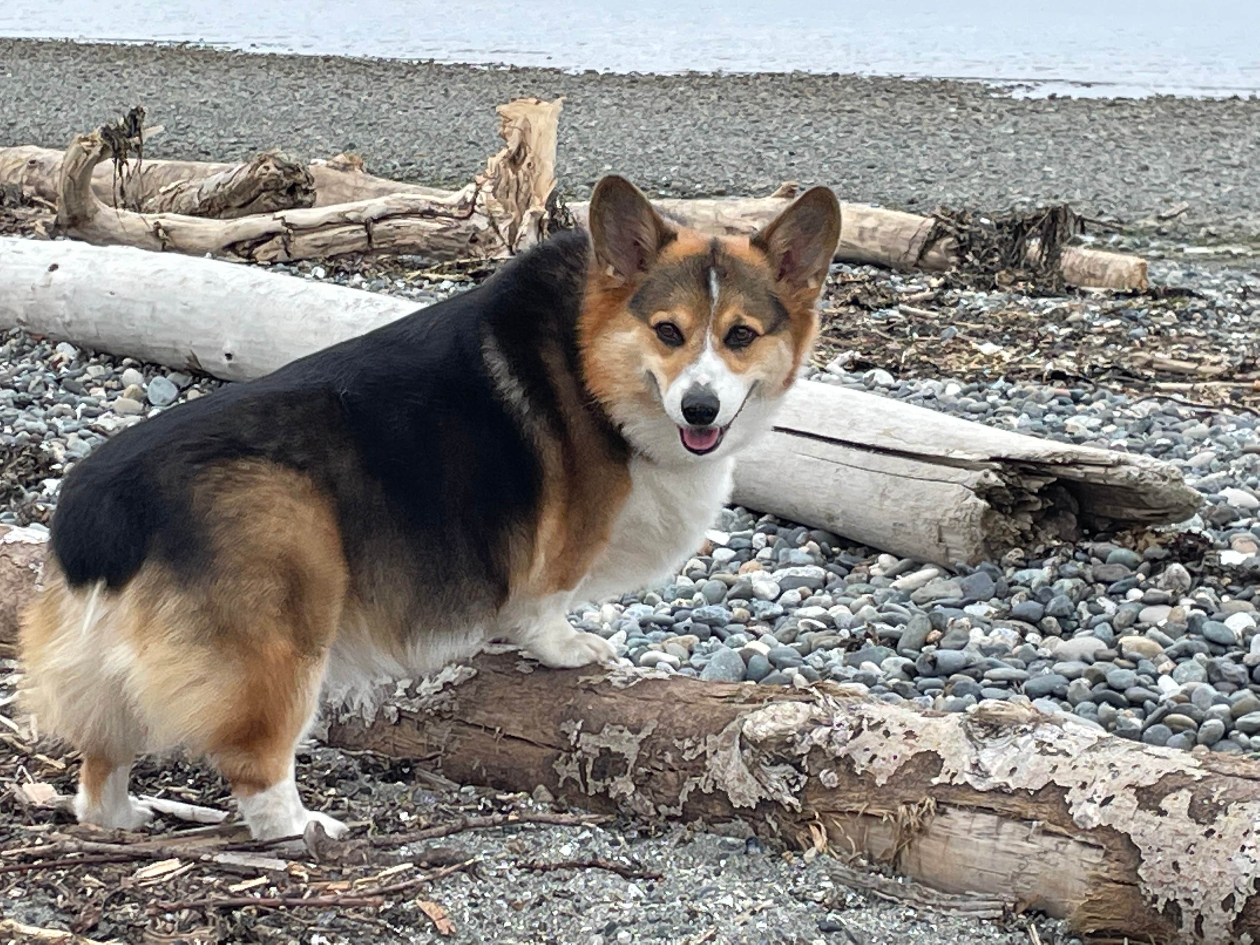 Keith M.'s photo of camping with pets at Birch Bay State Park Campground near Bellingham, WA