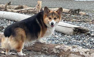 Keith M.'s photo of camping with pets at Birch Bay State Park Campground near Custer, WA