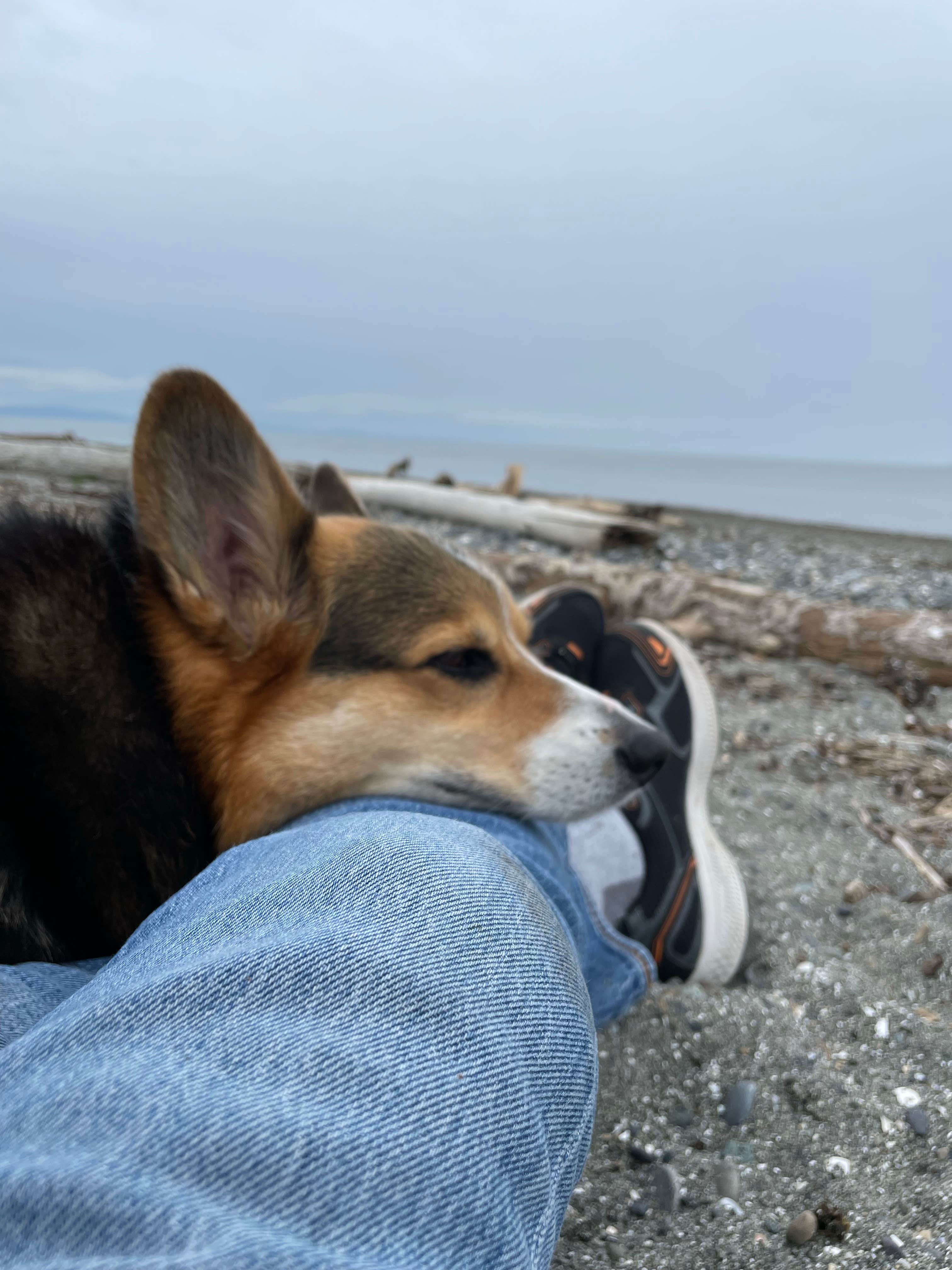 Keith M.'s photo of camping with pets at Birch Bay State Park Campground near Lummi Island, WA