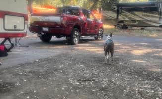 Margot S.'s photo of camping with pets at Thousand Trails Russian River near Lakeport, CA