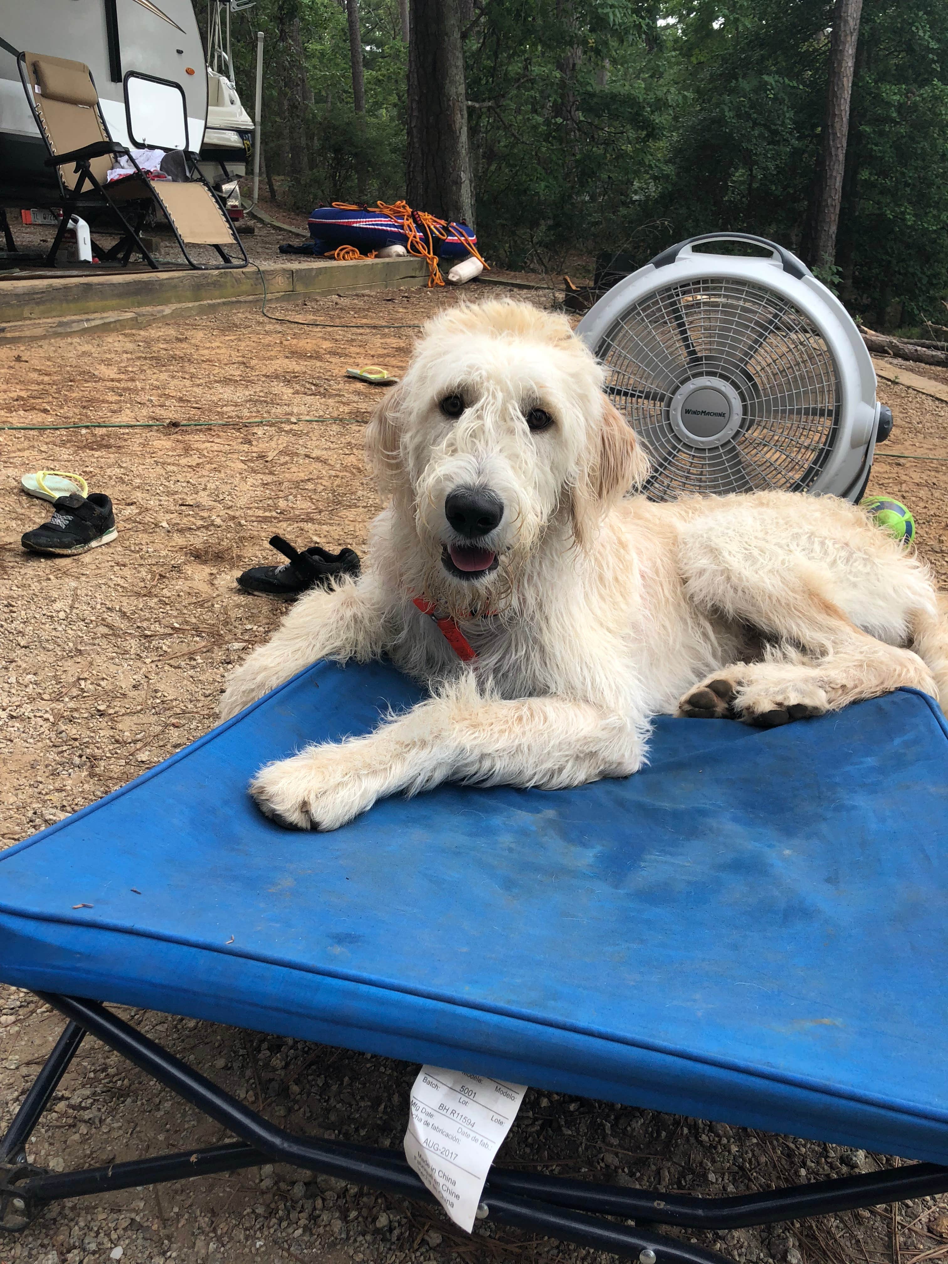 Laura Z.'s photo of camping with pets at Mistletoe State Park Campground near J. Strom Thurmond Lake