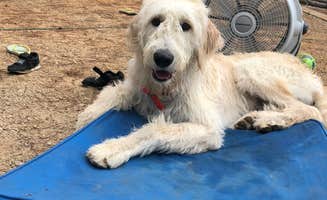 Laura Z.'s photo of camping with pets at Mistletoe State Park Campground near J. Strom Thurmond Lake