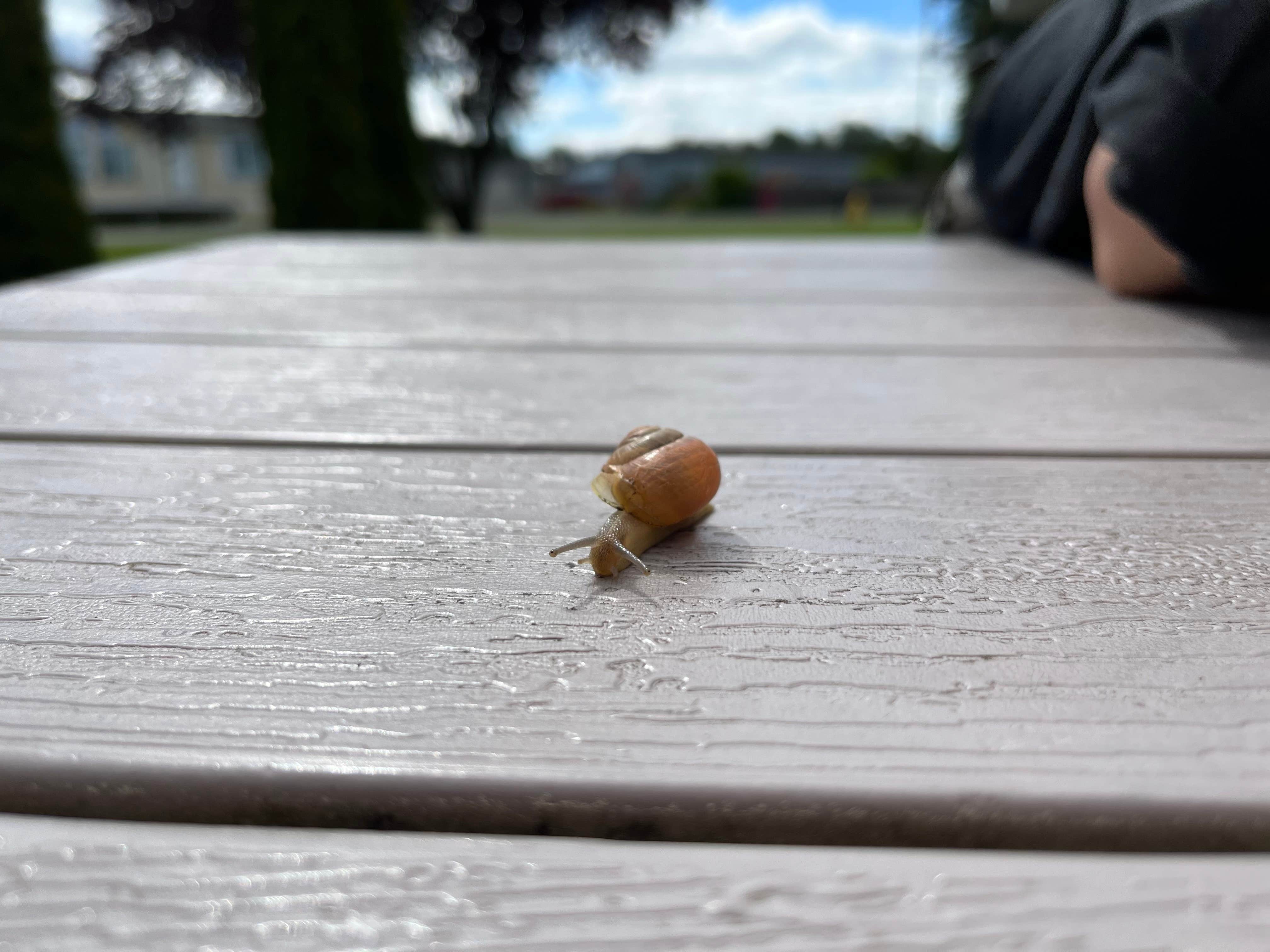 Camper-submitted photo at Norwest RV Park near Lummi Island, WA