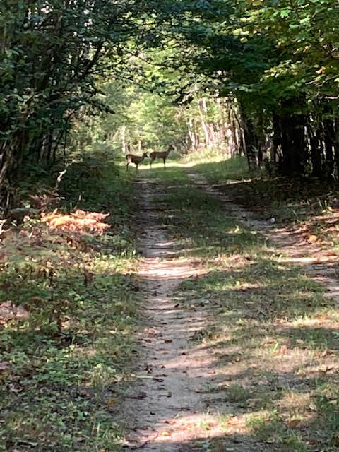 Camper-submitted photo at Arrowhead Lake Camp near West Branch, MI