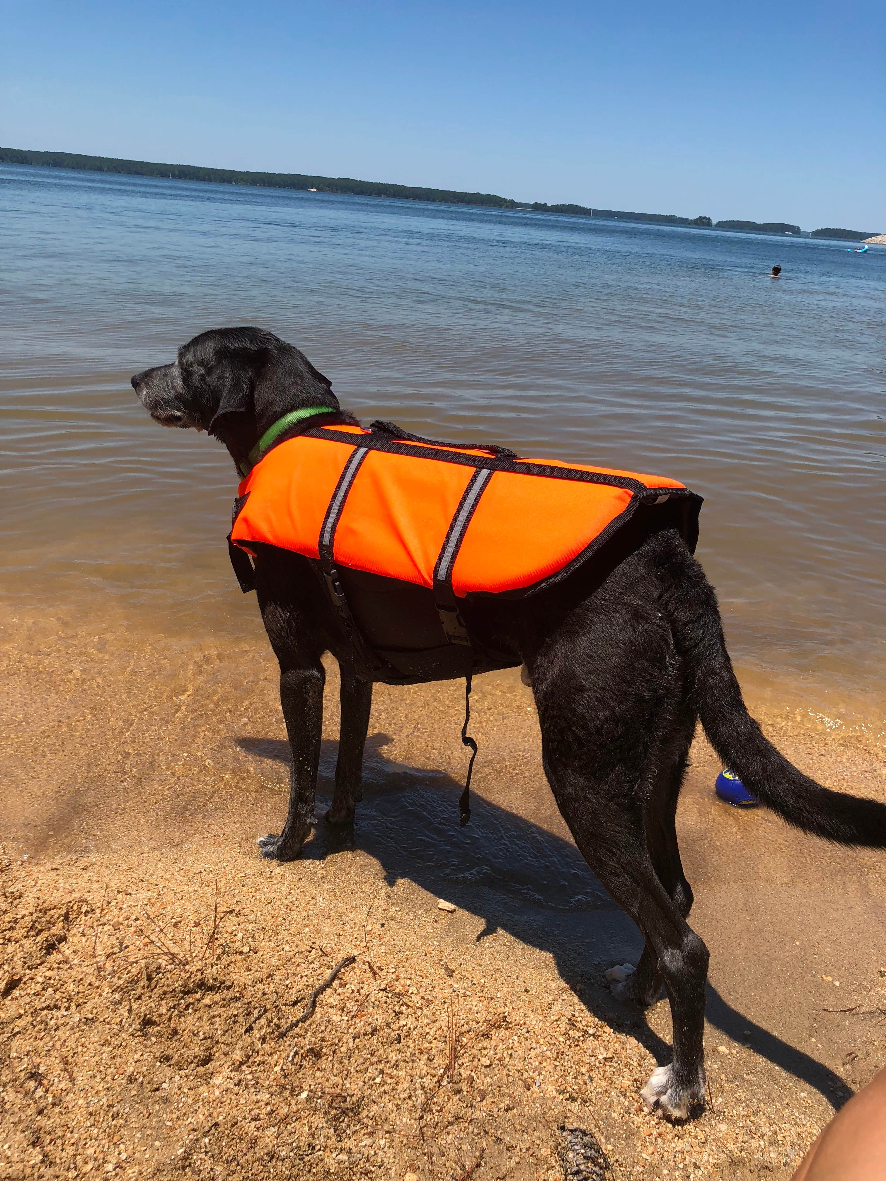 Camper submitted image from Modoc - J Strom Thurmond Lake - 3