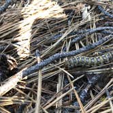 Review photo of LaPine State Park Campground by allison W., June 23, 2022