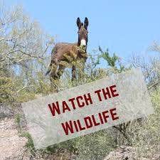 Camper-submitted photo at Happy Endings Retreat near Yarnell, AZ