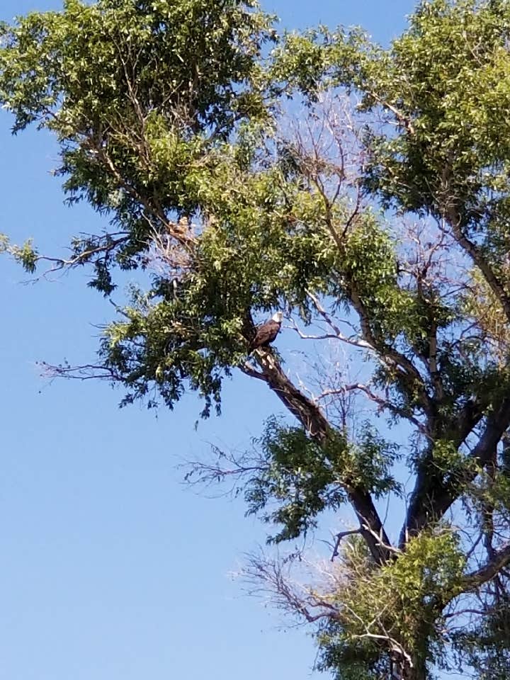 Camping near Log Gulch Recreation Site: Cottonwood Creek, Wolf Creek, Montana