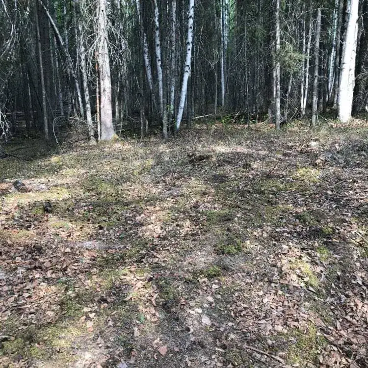 Camper-submitted photo at Why Knot Sleep Here near Eielson AFB, AK