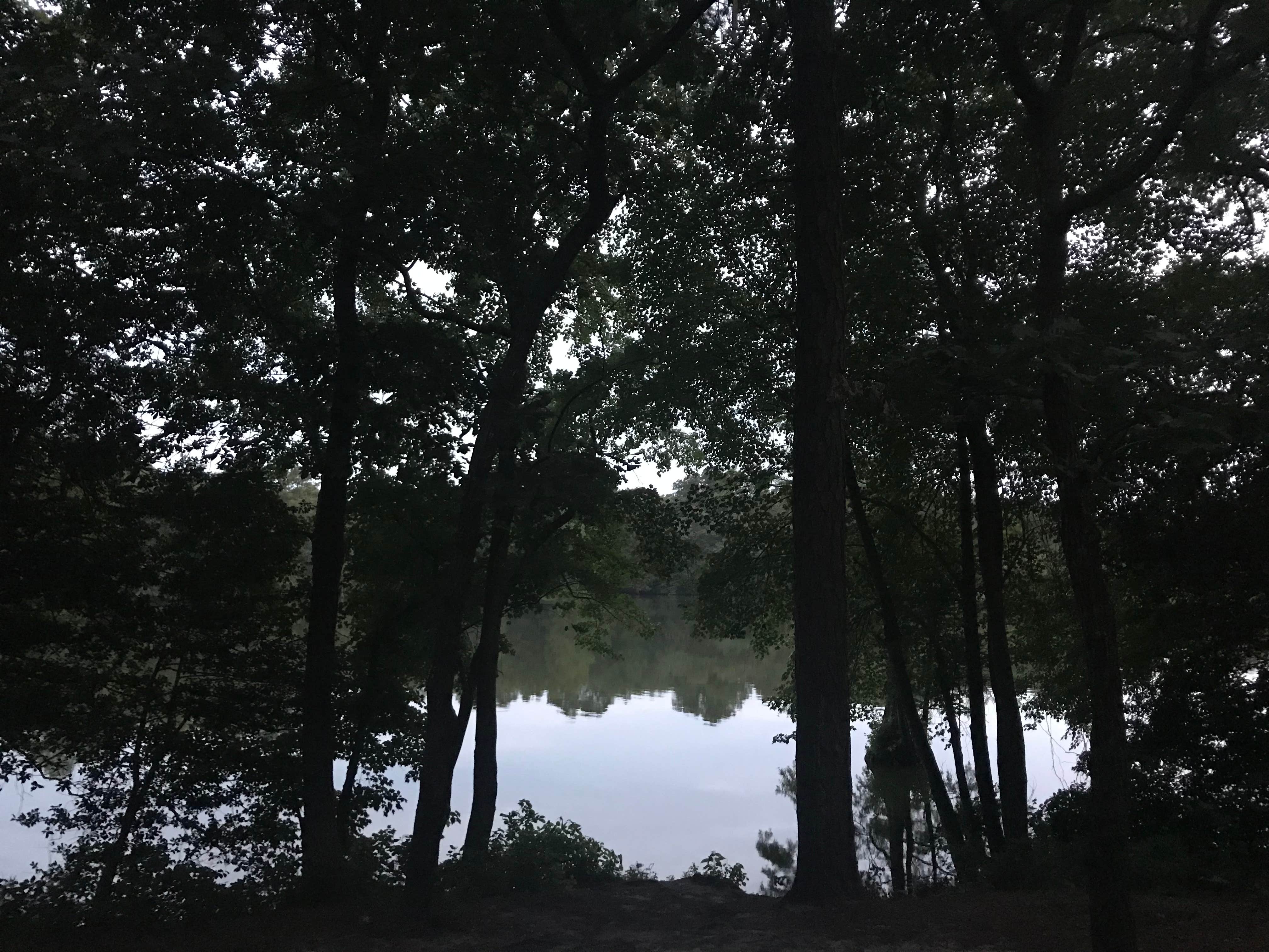 Camper submitted image from Trap Pond State Park Campground - 2