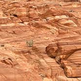 Review photo of Valley of Fire Dispersed by Tracy , June 23, 2022