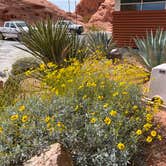 Review photo of Valley of Fire Dispersed by Tracy , June 23, 2022