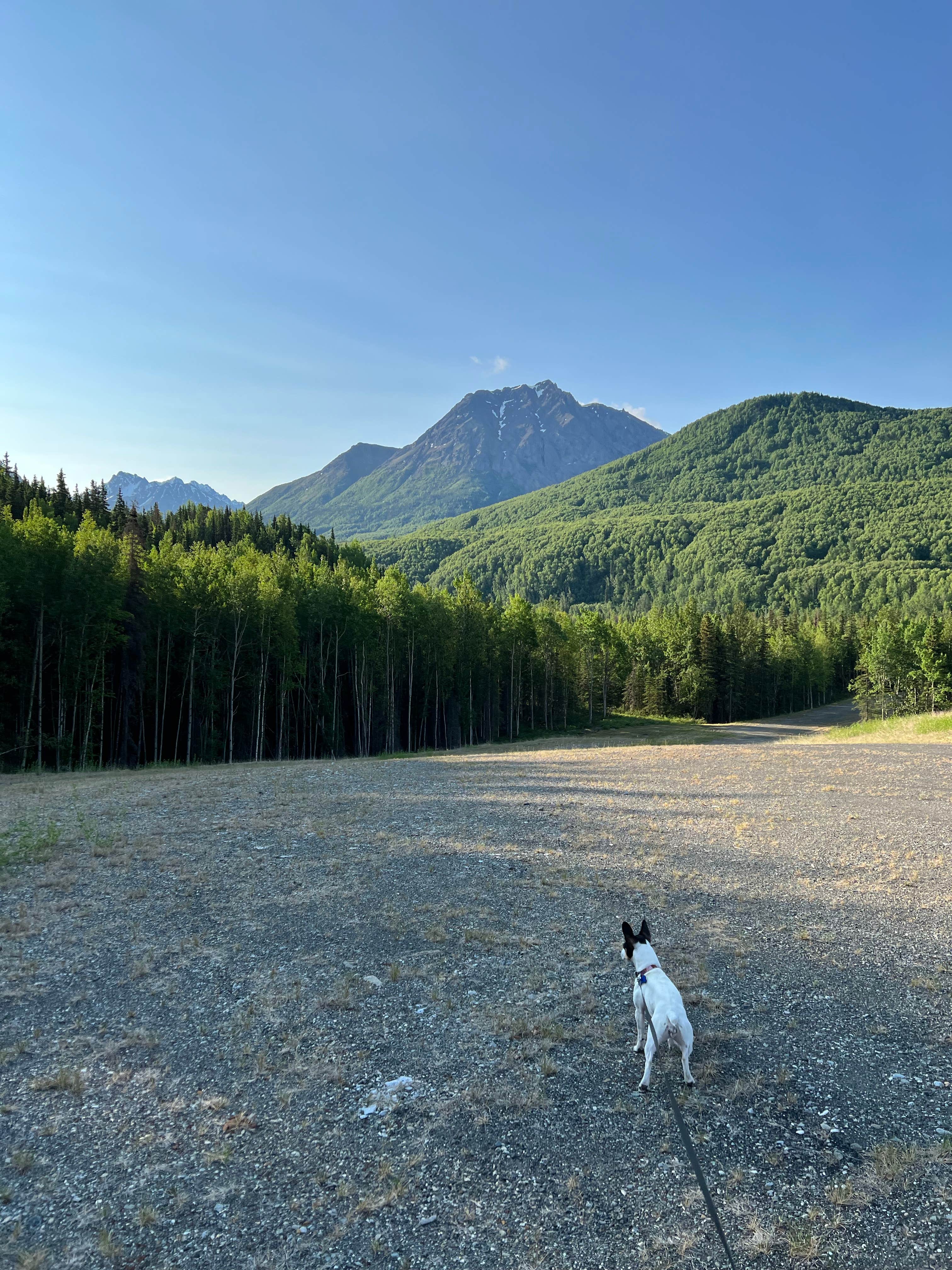 Anja R.'s photo of camping with pets at King Mountain State Rec Area near Sutton, AK