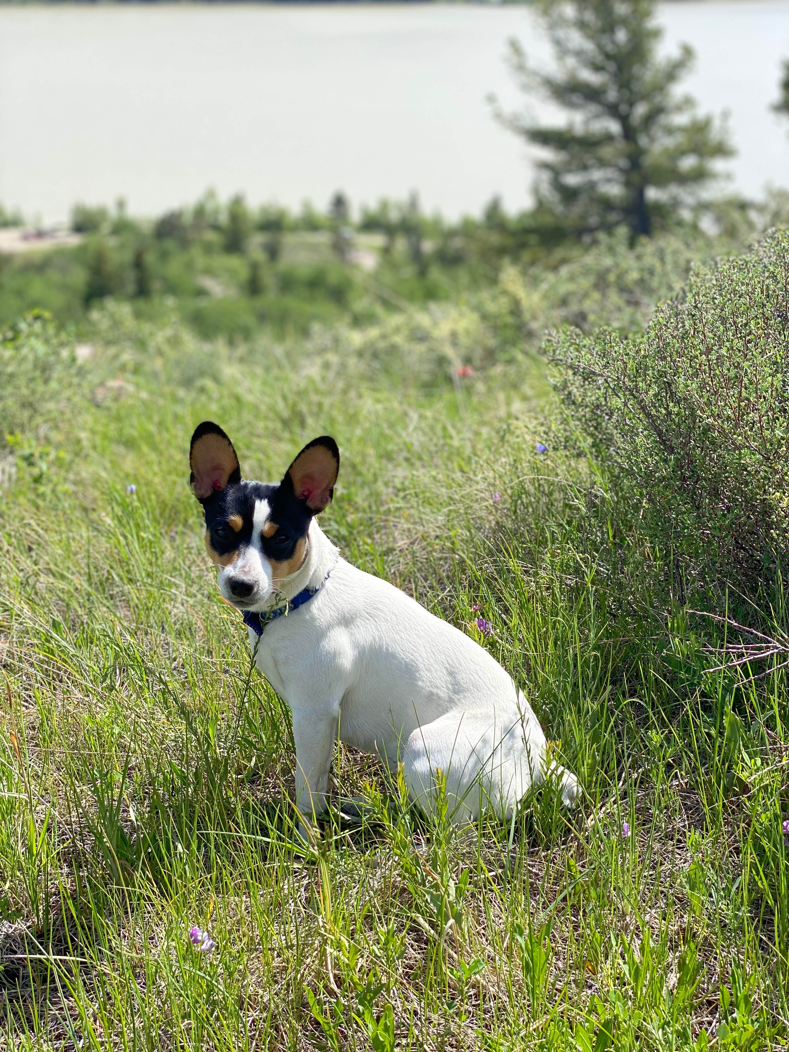 Anja R.'s photo of camping with pets at Atherton Creek Campground near Moran, WY
