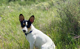 Anja R.'s photo of camping with pets at Atherton Creek Campground near Moose, WY