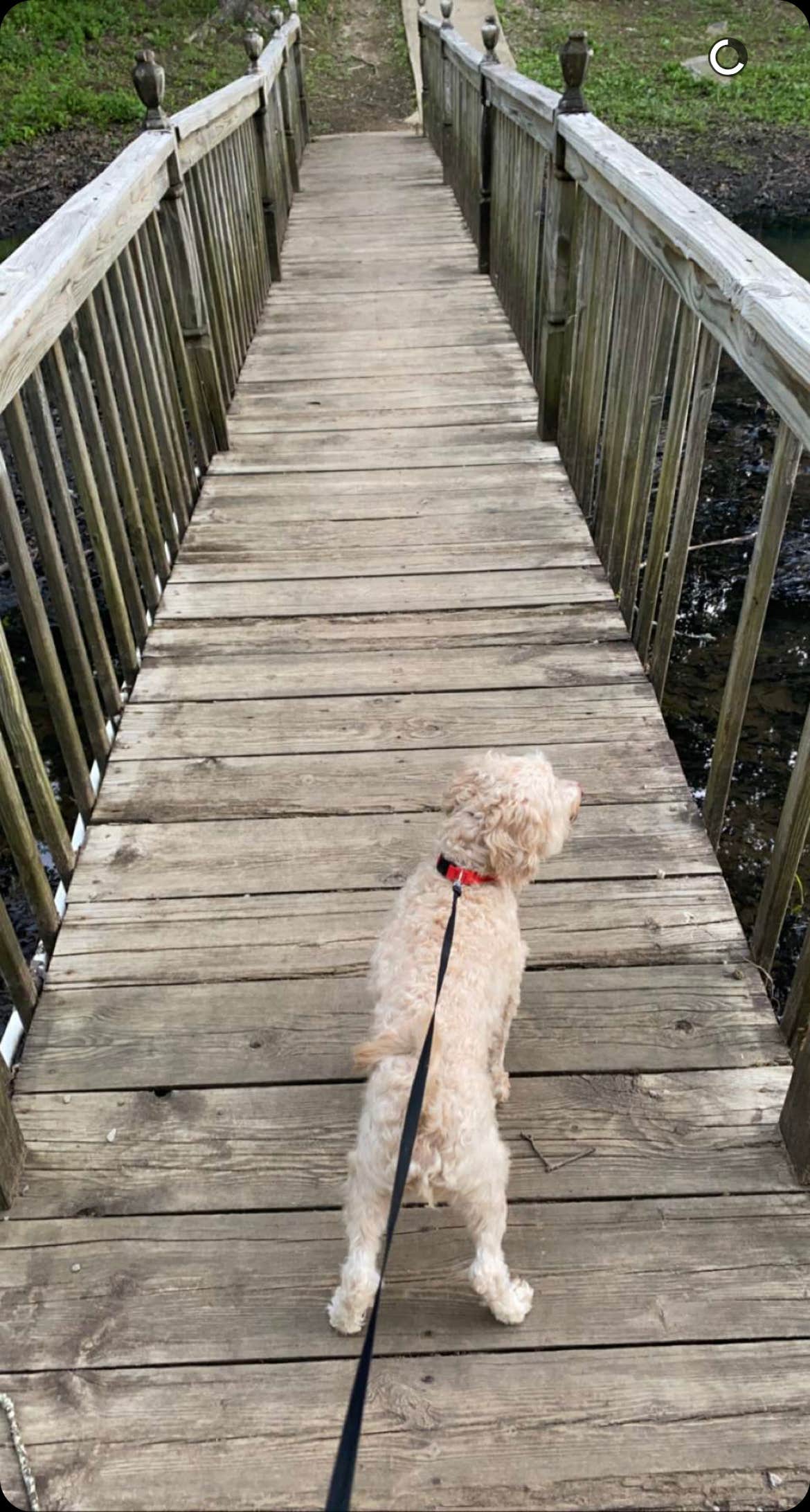 Julia N.'s photo of camping with pets at Davy Crockett Campground near Monterey, TN