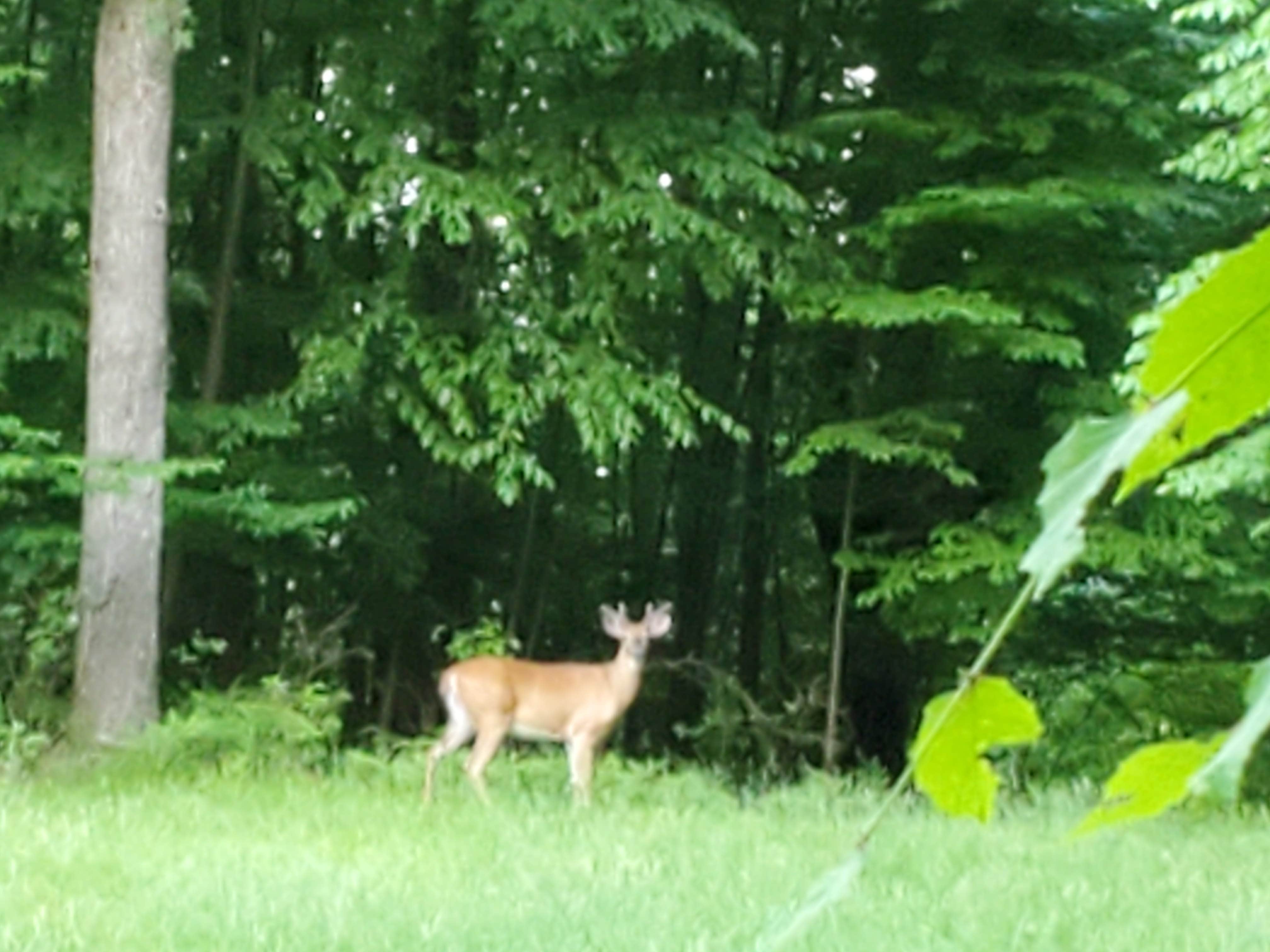 Camper-submitted photo at Clarion Heights near Ridgway, PA