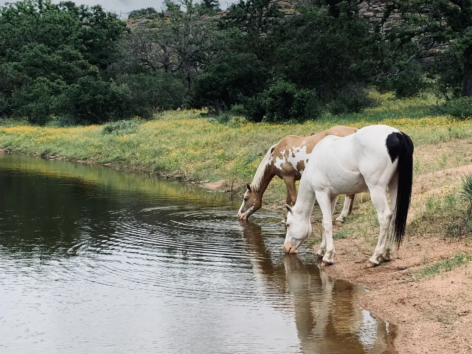 Camping near Walnut Springs Area — Enchanted Rock State Natural Area: Wendelfull Life Ranch, Castell, Texas