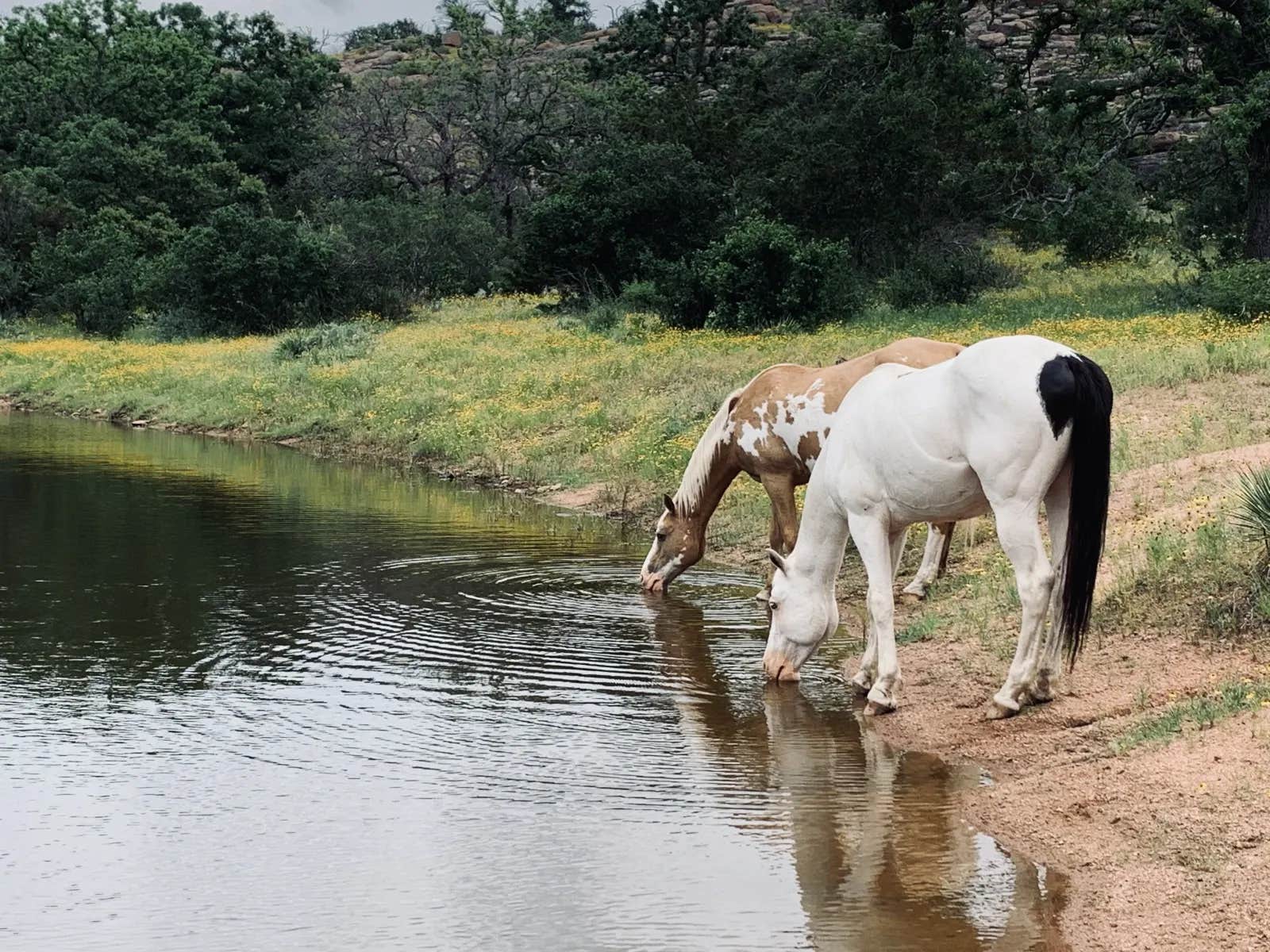 Camper submitted image from Wendelfull Life Ranch - 1