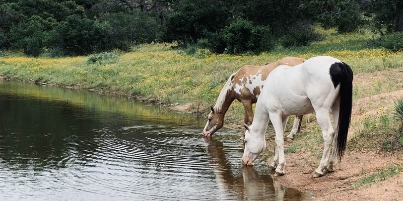 Camper submitted image from Wendelfull Life Ranch