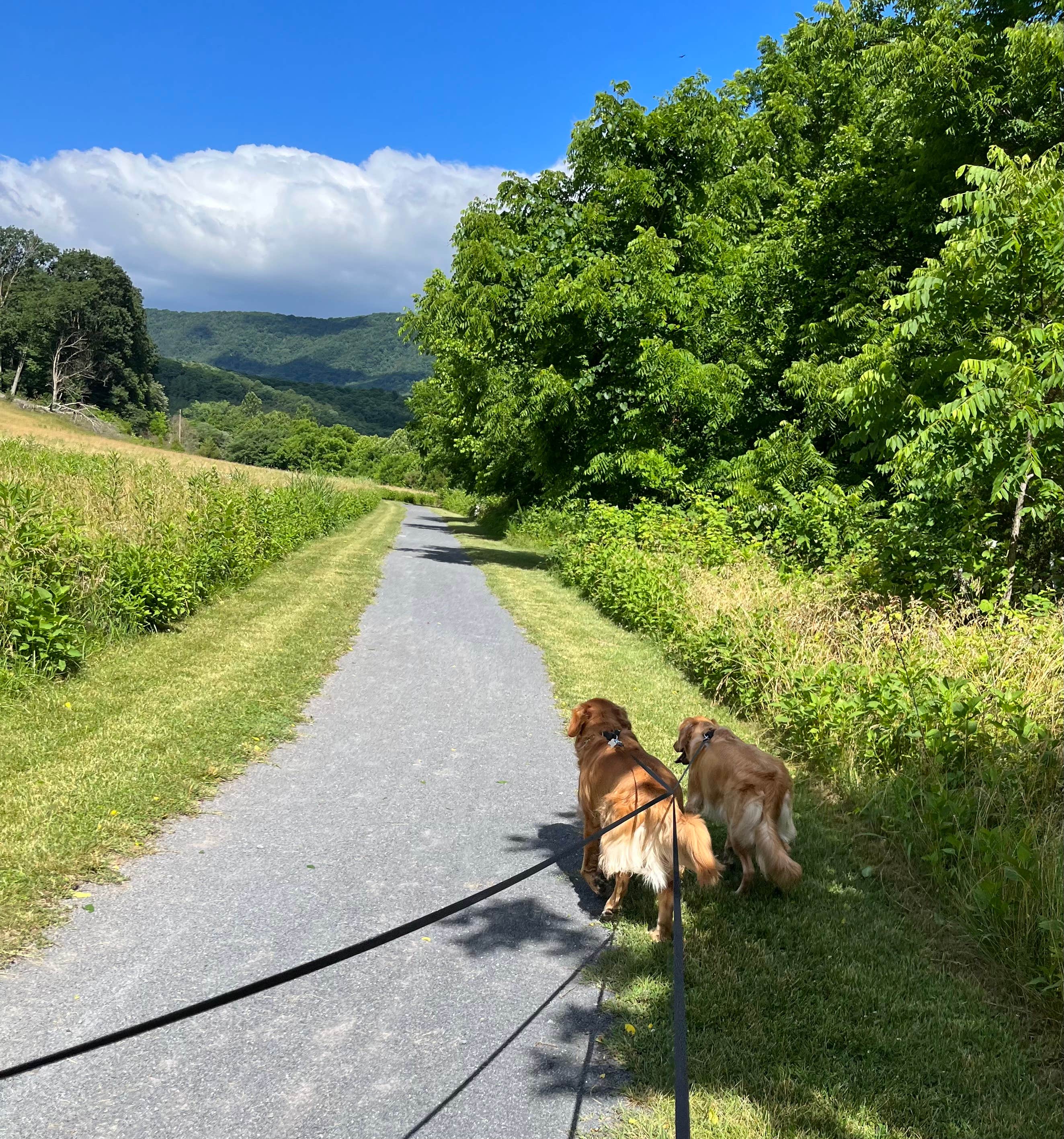 Linda O.'s photo of camping with pets at Andy Guest/Shenandoah River State Park Campground near Syria, VA