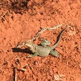 Review photo of Sagebrush Campground — Palo Duro Canyon State Park by Susan L., June 24, 2022