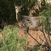 Review photo of Sagebrush Campground — Palo Duro Canyon State Park by Susan L., June 24, 2022