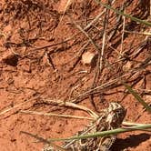 Review photo of Sagebrush Campground — Palo Duro Canyon State Park by Susan L., June 24, 2022