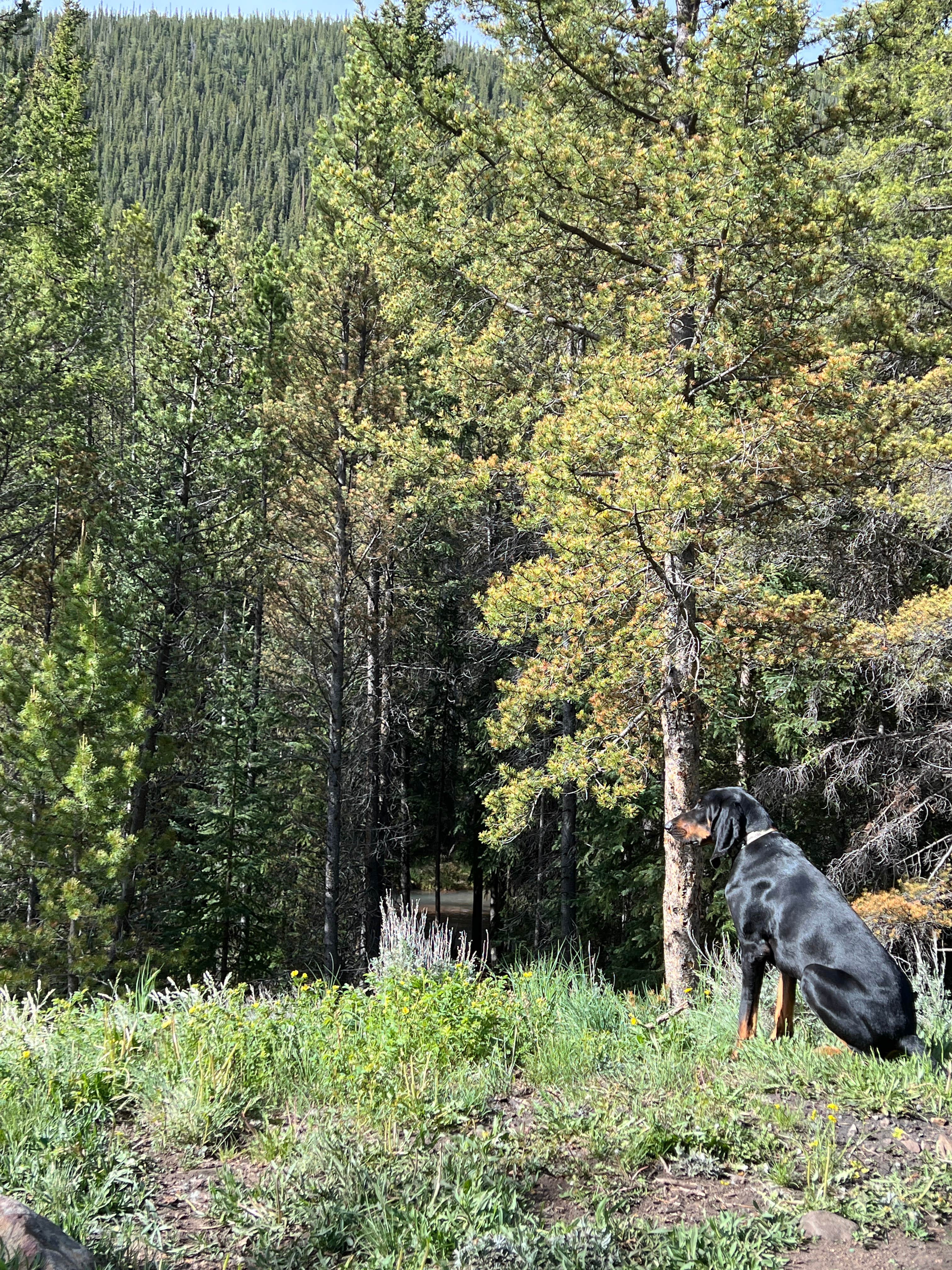 Camper-submitted photo at Pike National Forest Handcart Campground near Montezuma, CO