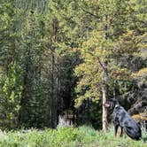 Review photo of Pike National Forest Handcart Campground by Boldt E., June 24, 2022