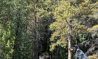 Boldt E.'s photo of camping with pets at Pike National Forest Handcart Campground near Jefferson, CO