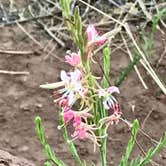 Review photo of Villanueva State Park Campground by Susan L., June 25, 2022