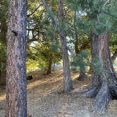 Review photo of Thousand Trails Idyllwild by Time4Dirt , June 25, 2022