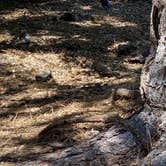Review photo of Thousand Trails Idyllwild by Time4Dirt , June 25, 2022