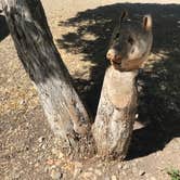 Review photo of Mesa Verde RV Resort by Susan L., June 25, 2022