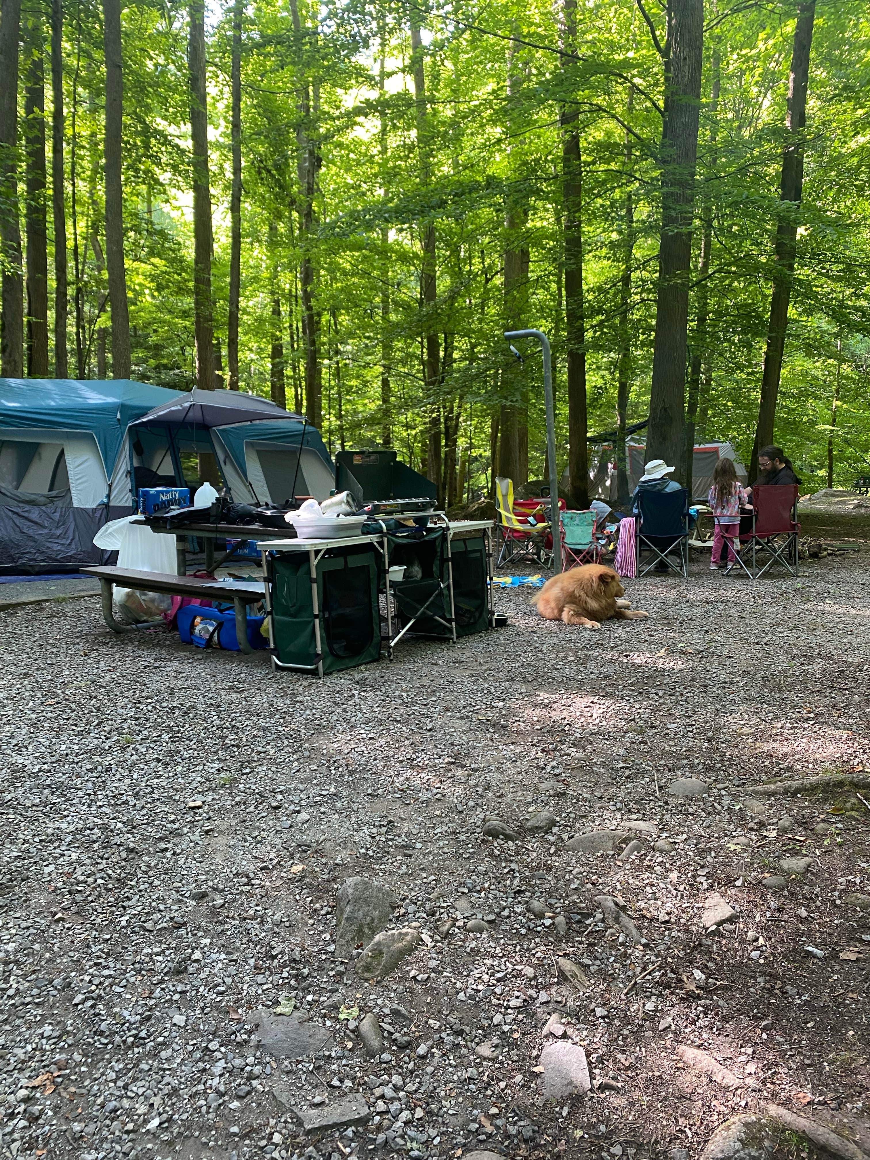 Sarah V.'s photo at Big Creek Campground — Great Smoky Mountains National Park near Hartford, TN