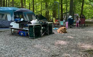 Sarah V.'s photo of tent camping at Big Creek Campground — Great Smoky Mountains National Park near Del Rio, TN