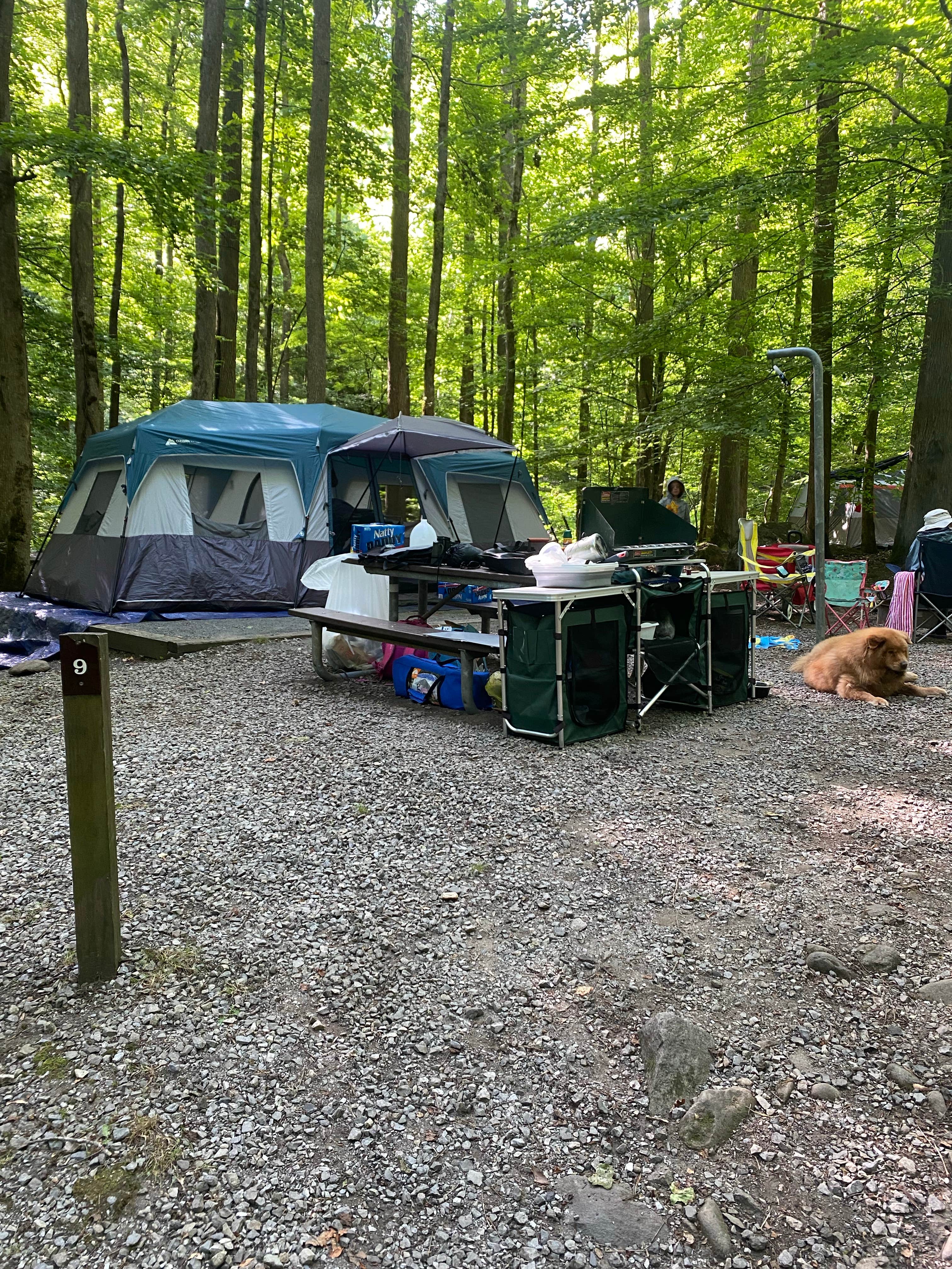 Sarah V.'s photo of tent camping at Big Creek Campground — Great Smoky Mountains National Park near Morristown, TN