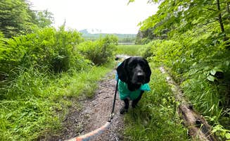 Anthony I.'s photo of camping with pets at Lake Durant Campground near Tupper Lake, NY