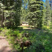 Review photo of McBride Campground by Cheryl M., June 25, 2022