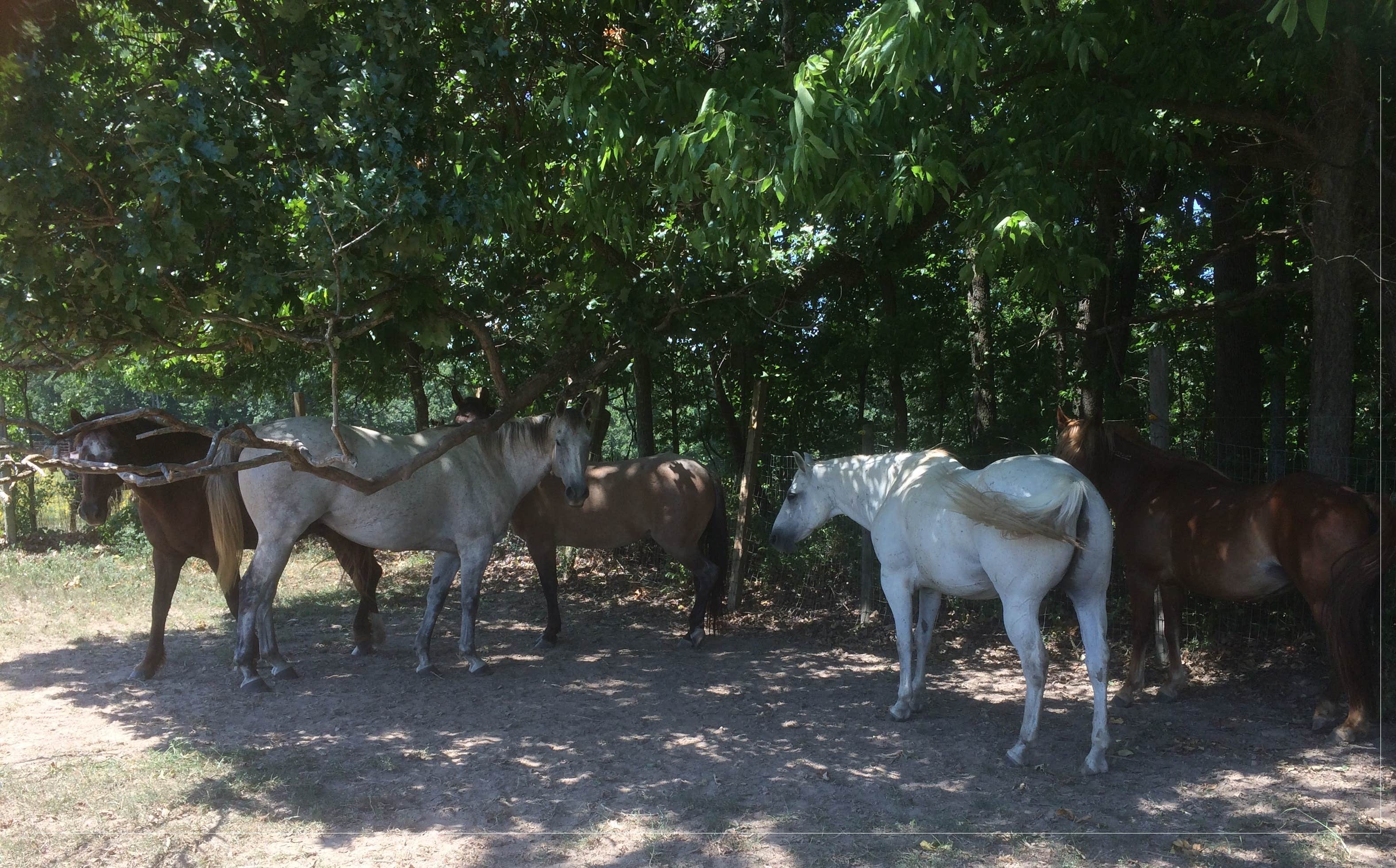 Camper submitted image from The Warriors of the Rainbow Horse Sanctuary, Inc. - 2