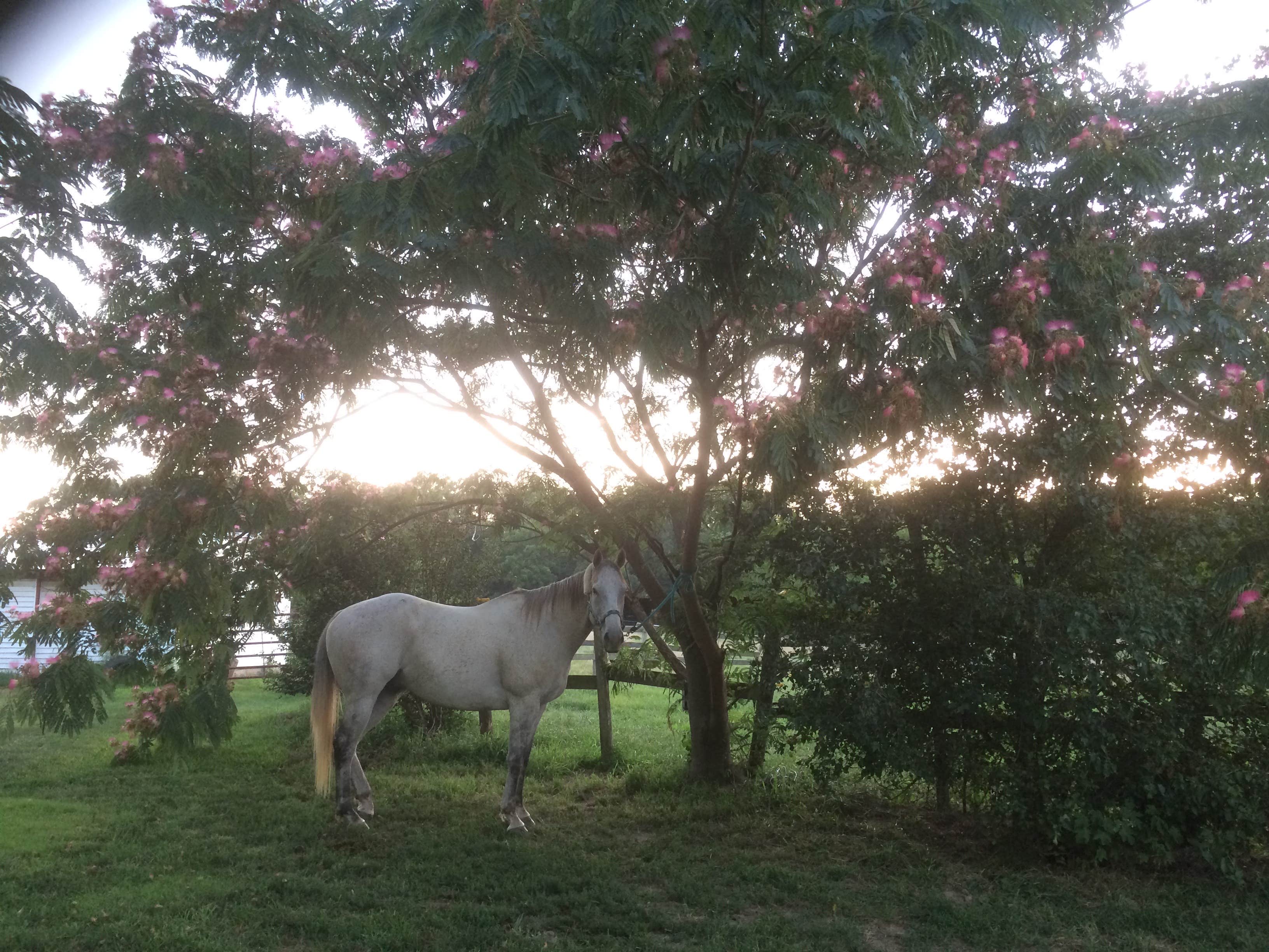 Camper-submitted photo at The Warriors of the Rainbow Horse Sanctuary, Inc. near La Russell, MO