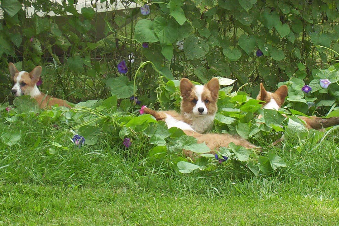 Candida H.'s photo of camping with pets at The Warriors of the Rainbow Horse Sanctuary, Inc. near Stockton, MO